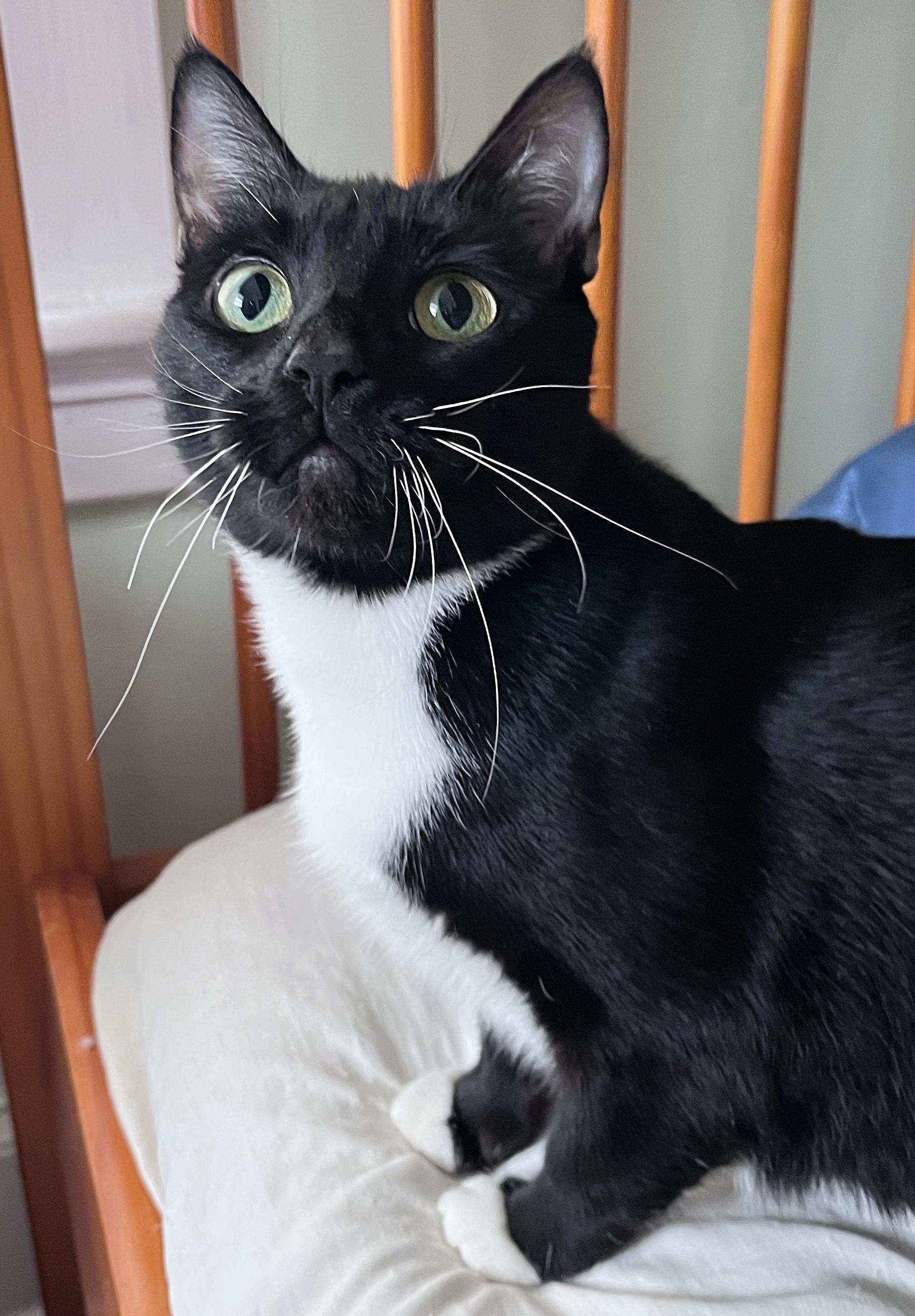 Enlarge Mona Lisa, a ADOPTABLE mixed breed in Rocky Hill, CT image 5/6