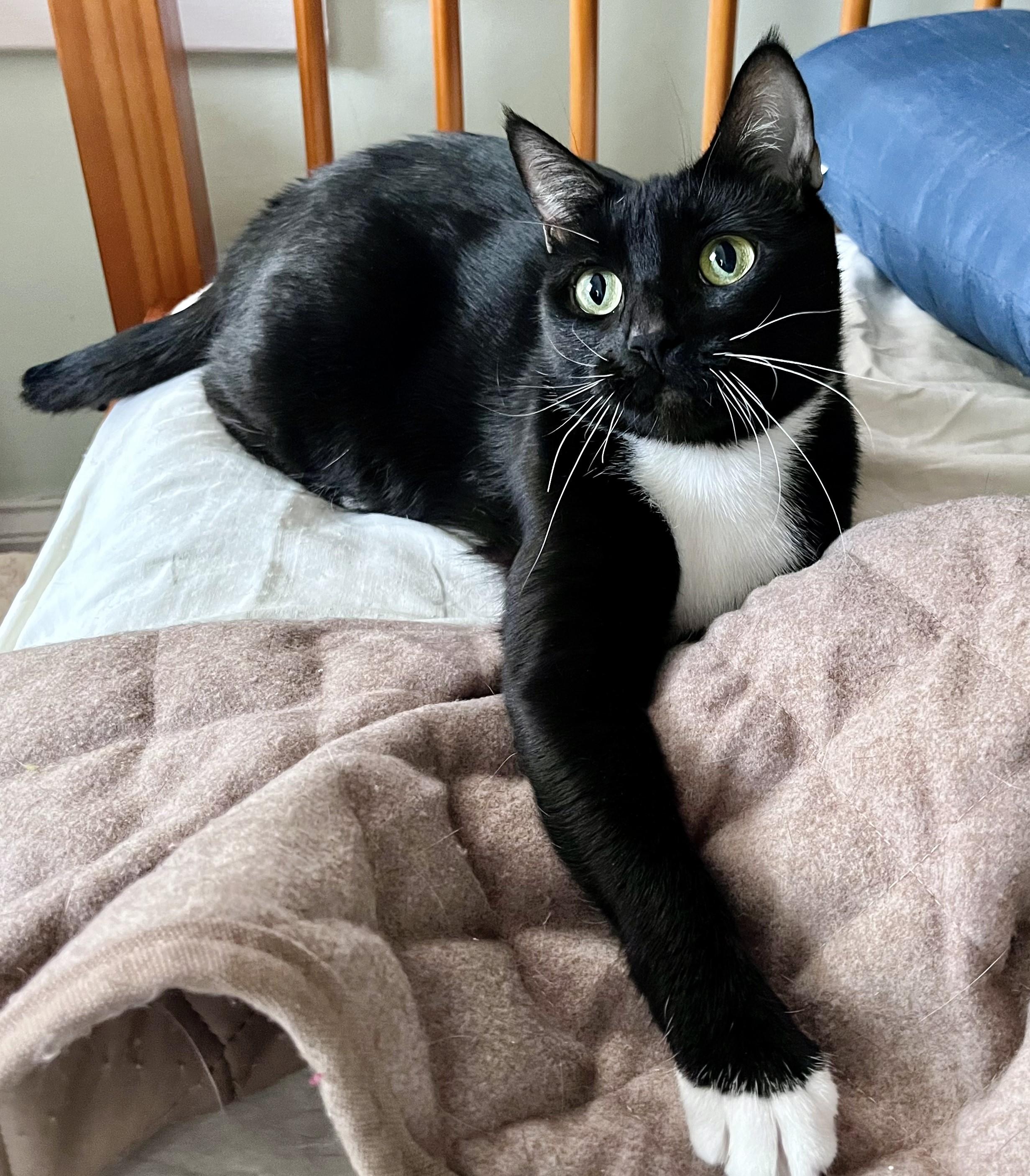 Enlarge Mona Lisa, a ADOPTABLE mixed breed in Rocky Hill, CT image 4/6