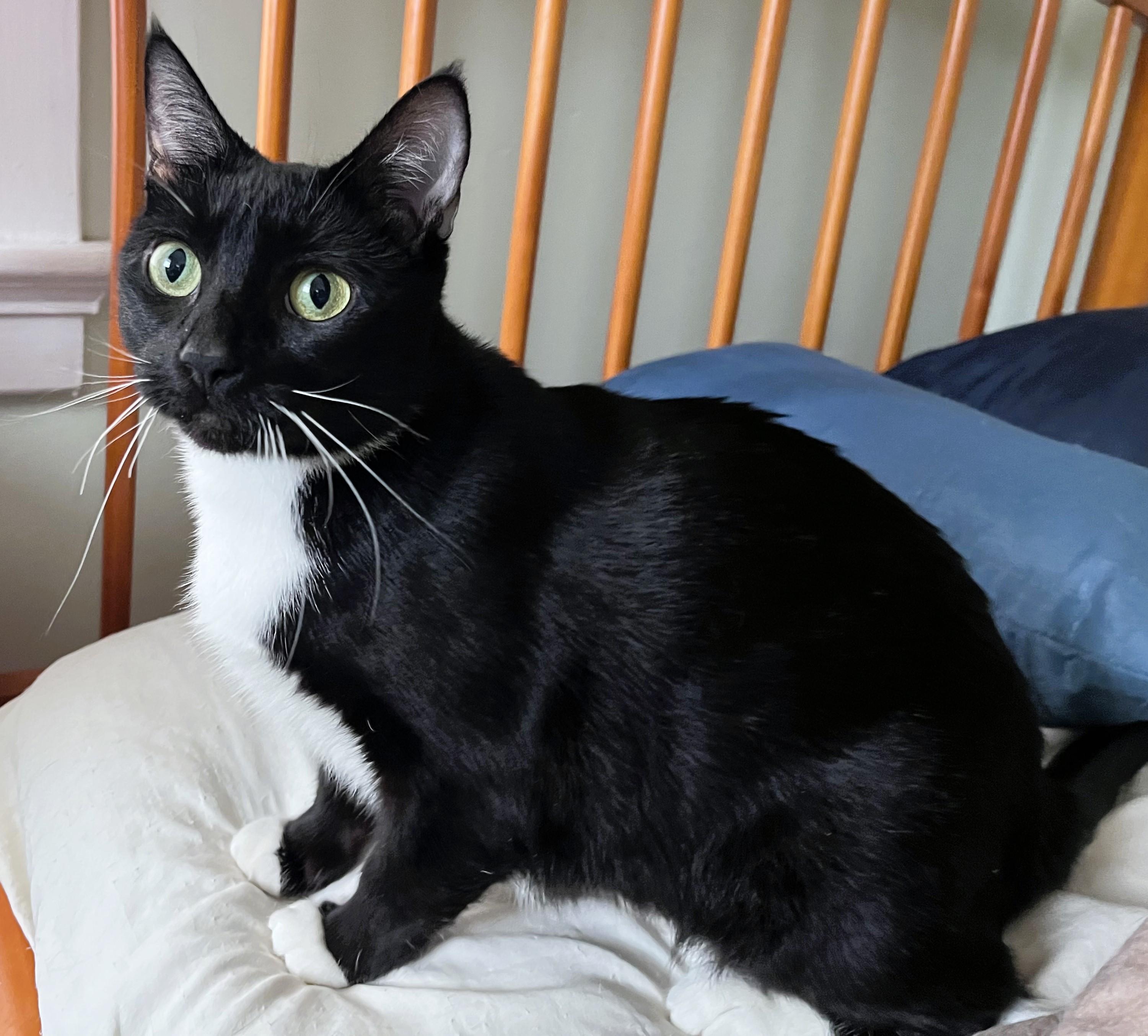 Enlarge Mona Lisa, a ADOPTABLE mixed breed in Rocky Hill, CT image 2/6