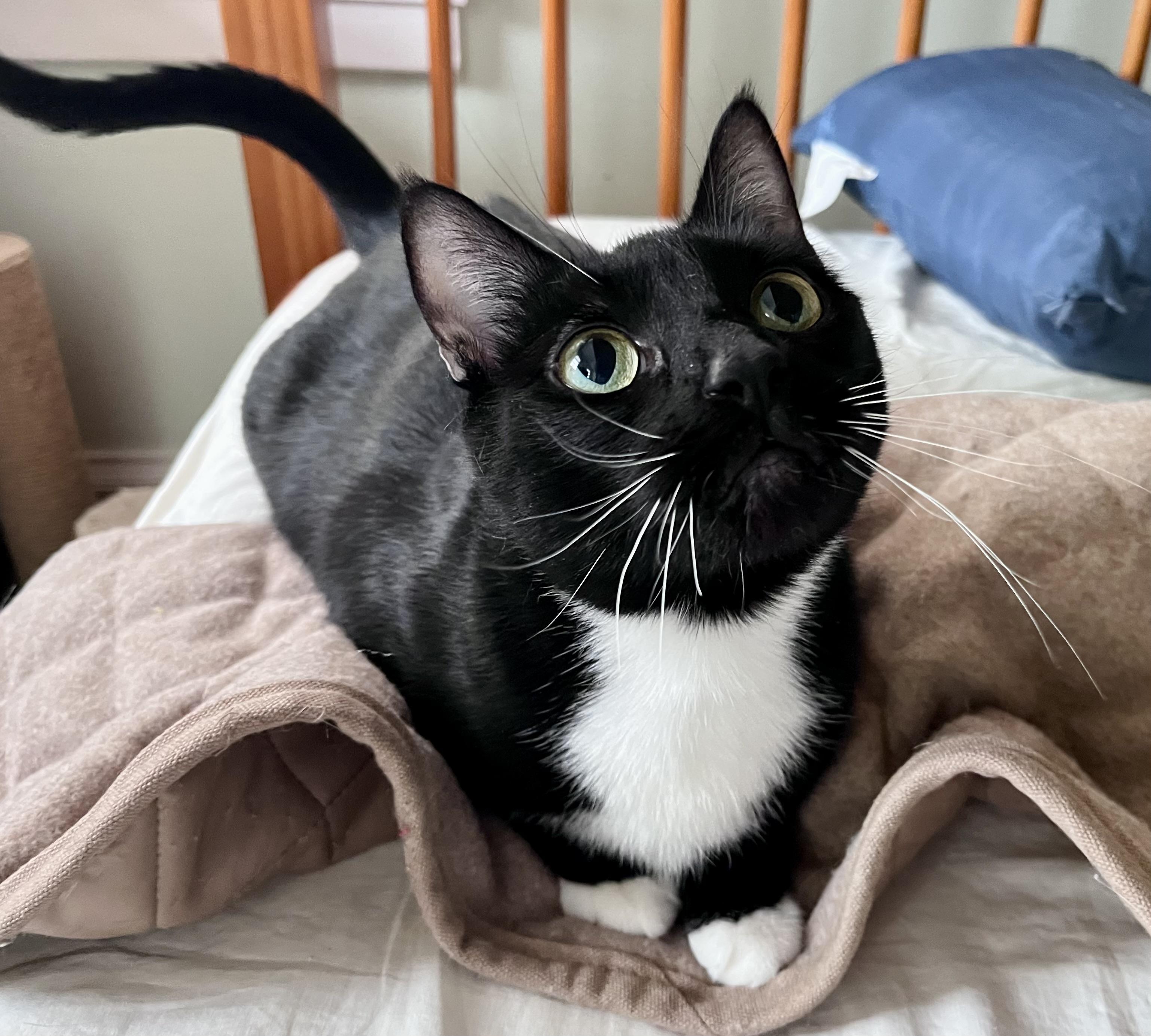 Enlarge Mona Lisa, a ADOPTABLE mixed breed in Rocky Hill, CT image 6/6