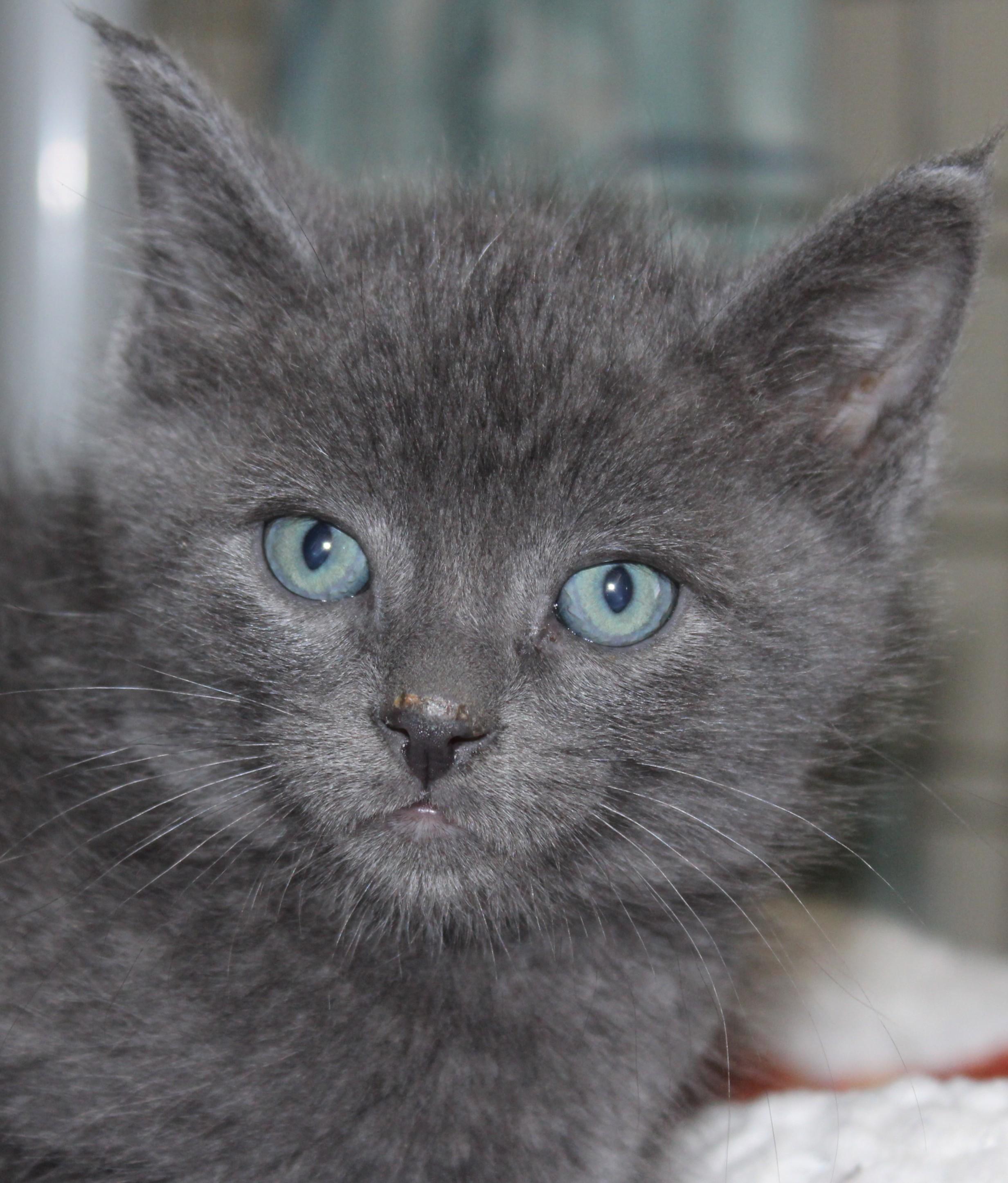 Enlarge Rip, an adopted mixed breed in Huron, SD image 2/3