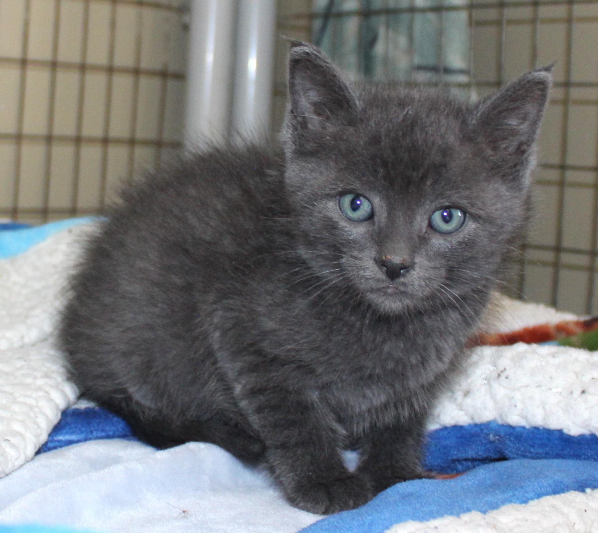 Rip, adopted, Kitten Male Domestic Short Hair.