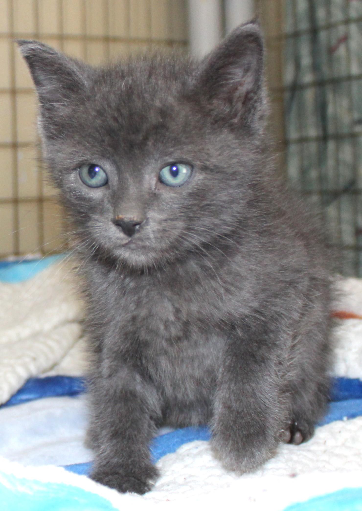 Enlarge Rip, an adopted mixed breed in Huron, SD image 3/3