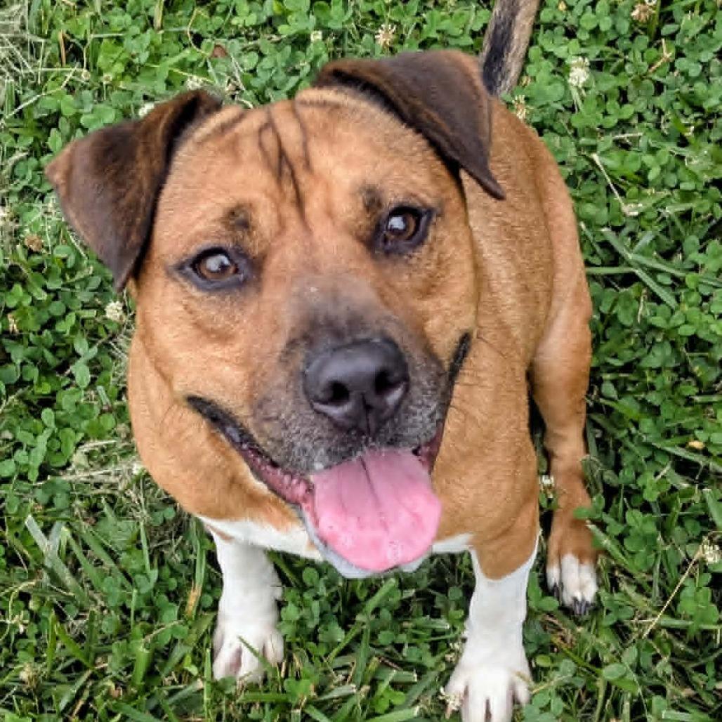 Enlarge Warren, a Adoptable Mixed Breed in Jeffersonville, IN image 1/6