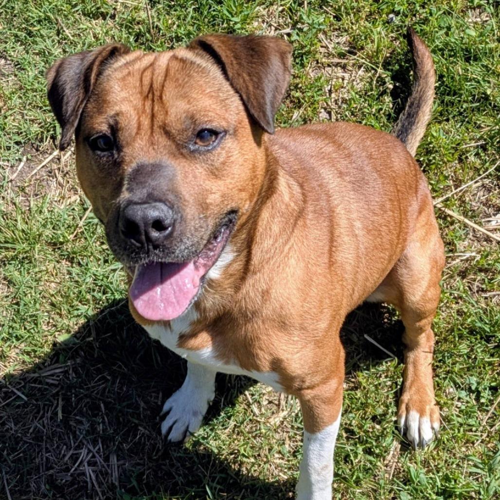 Warren, Adoptable, Adult Male Mixed Breed.