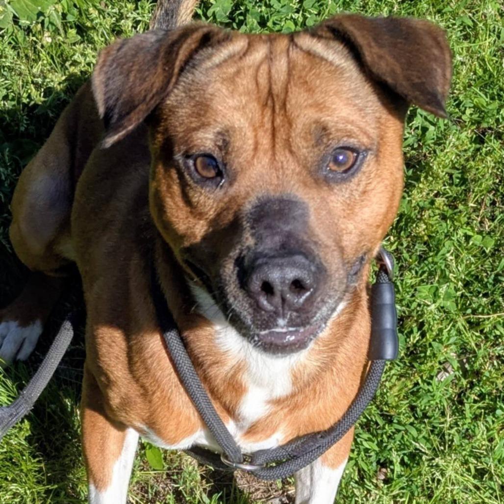 Warren, a Adoptable Mixed Breed in Jeffersonville, IN image 2/4