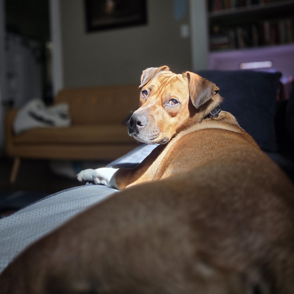Enlarge Warren, a Adoptable Mixed Breed in Jeffersonville, IN image 4/6