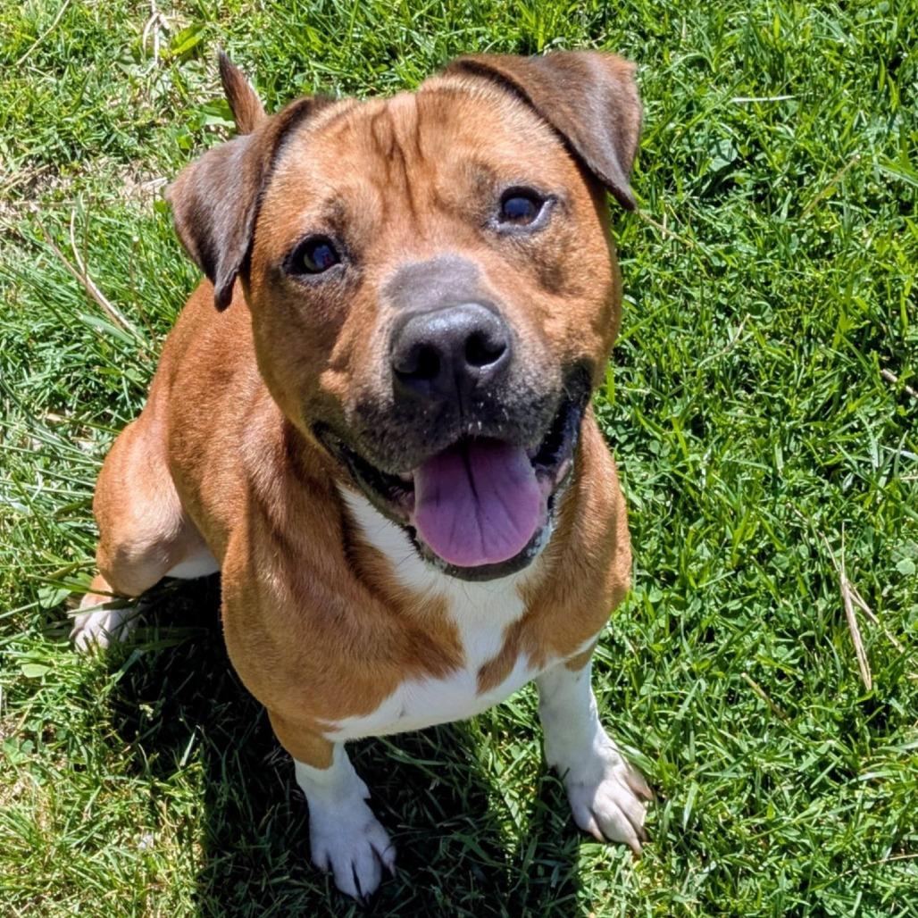 Warren, a Adoptable Mixed Breed in Jeffersonville, IN image 3/4