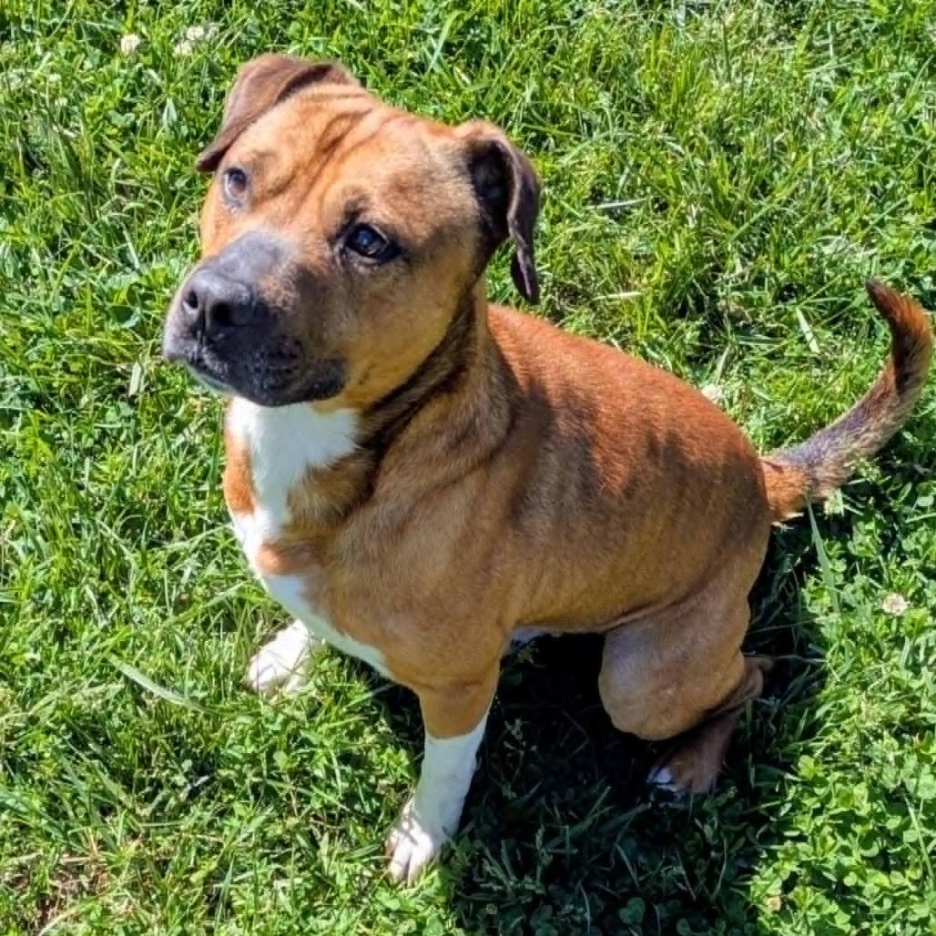 Warren, a Adoptable Mixed Breed in Jeffersonville, IN image 4/4