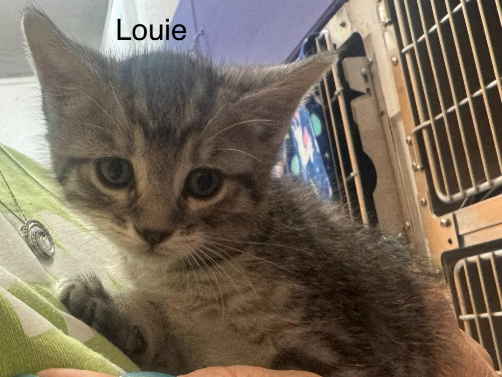 Louie, Adoptable, Kitten Male Domestic Short Hair.