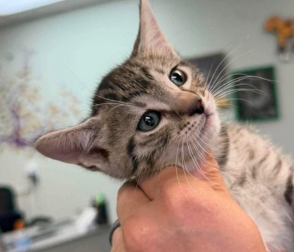Enlarge Louie, a Adoptable Domestic Short Hair in Saint George, UT image 2/2