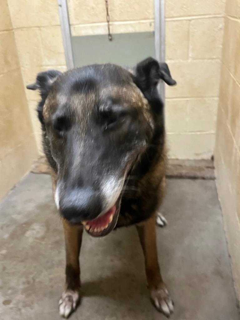 Enlarge Colt, a Adoptable Retriever in Benton, AR image 1/1
