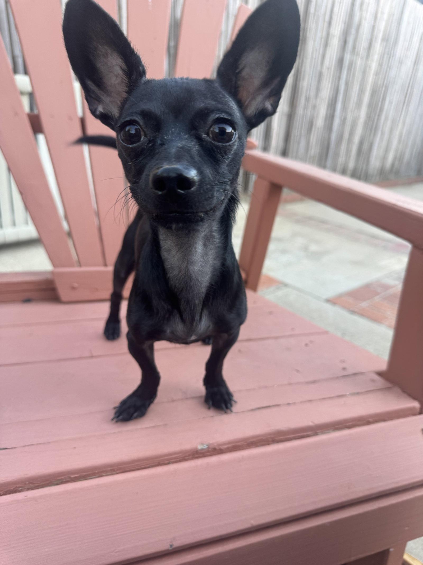Buddy, Adoptable, Young Male Chihuahua.