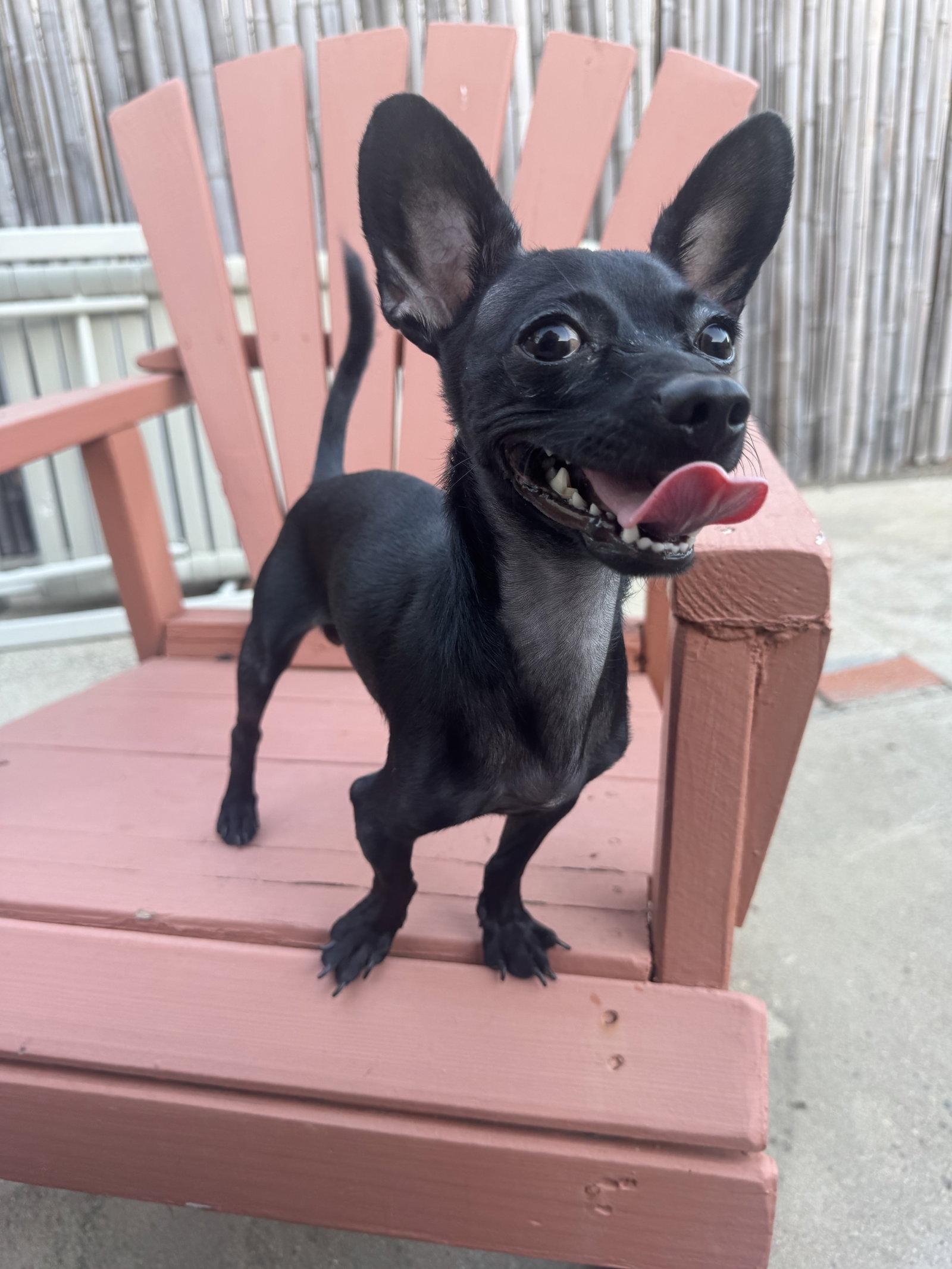 Enlarge Buddy, a Adoptable Chihuahua in Orange, CA image 3/3