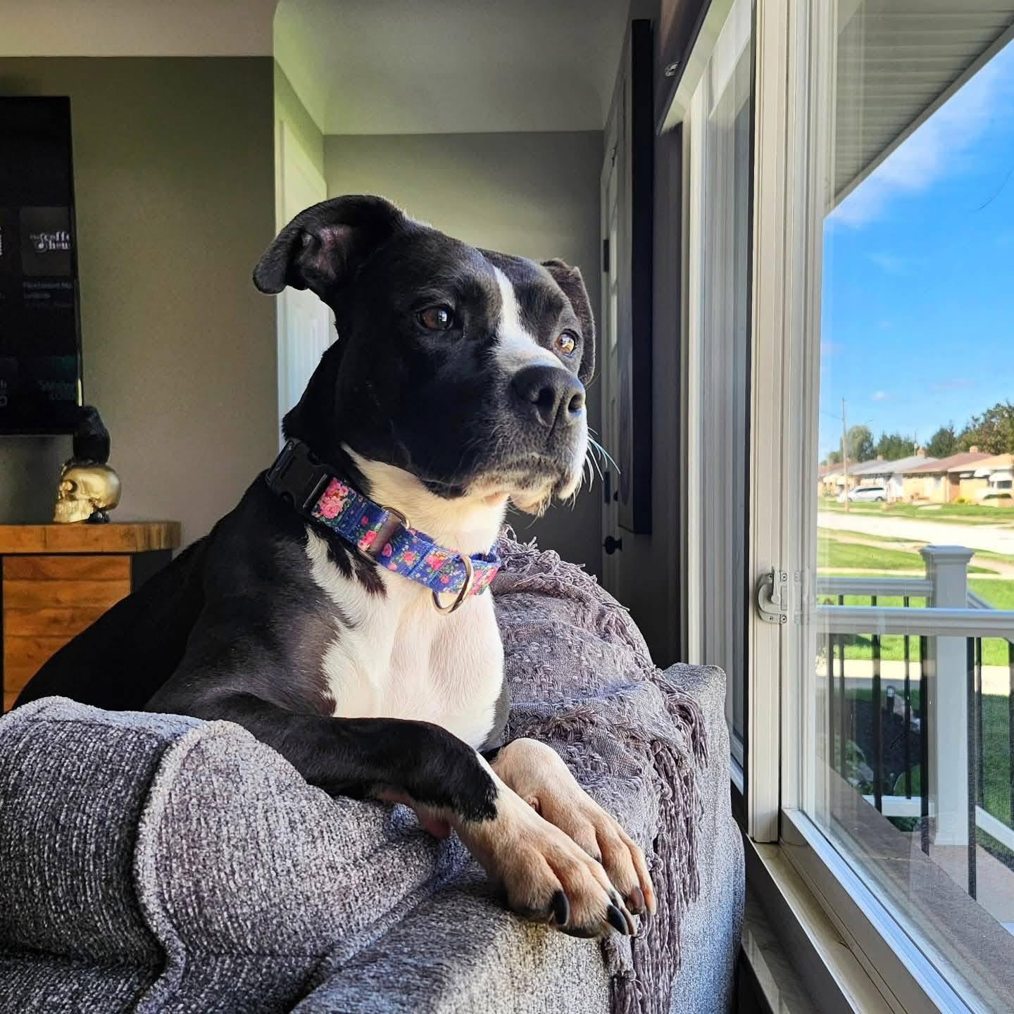 Enlarge Violet, a Adoptable mixed breed in Cleveland, OH image 6/6