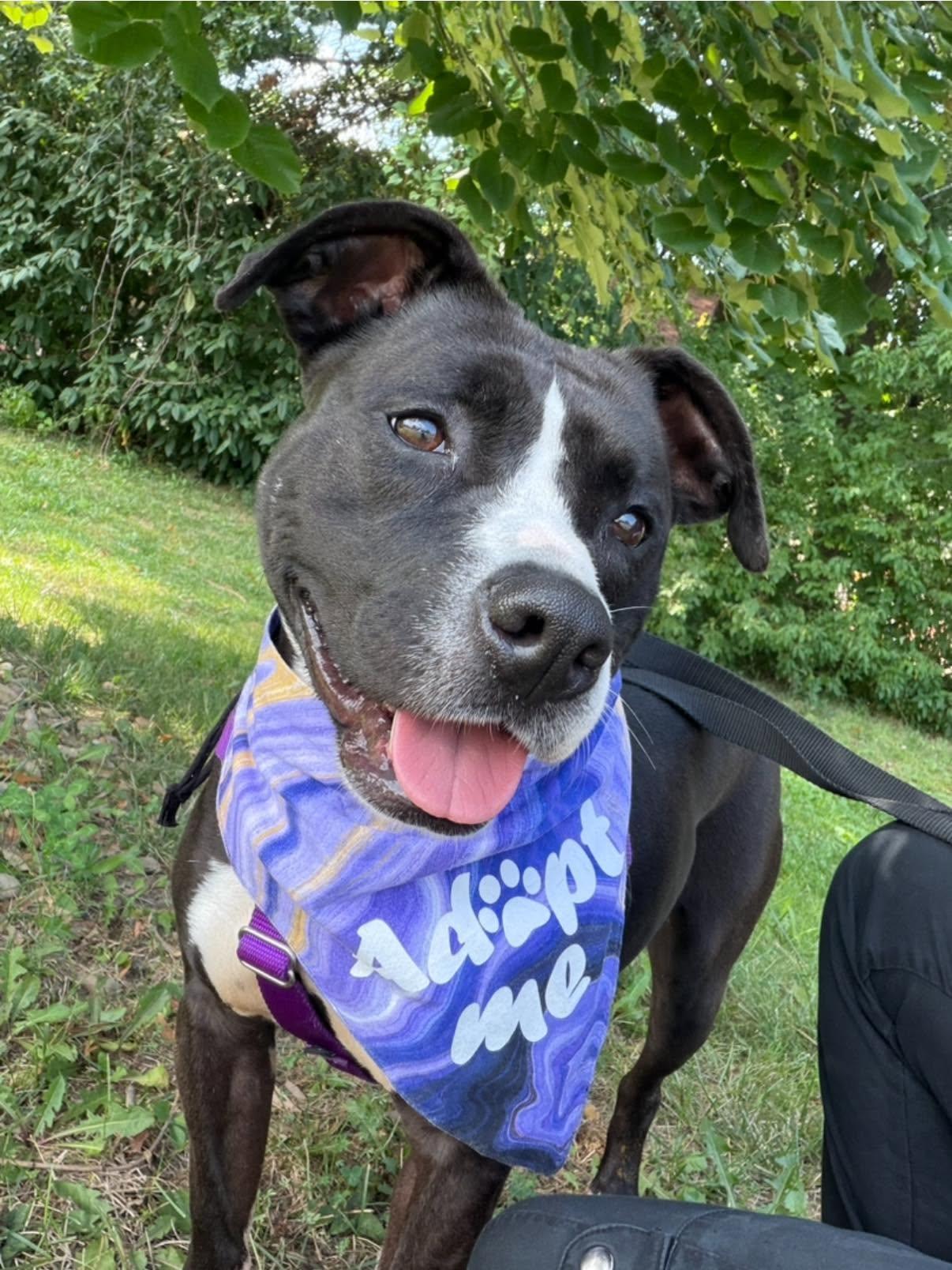 Enlarge Violet, a Adoptable mixed breed in Cleveland, OH image 4/6