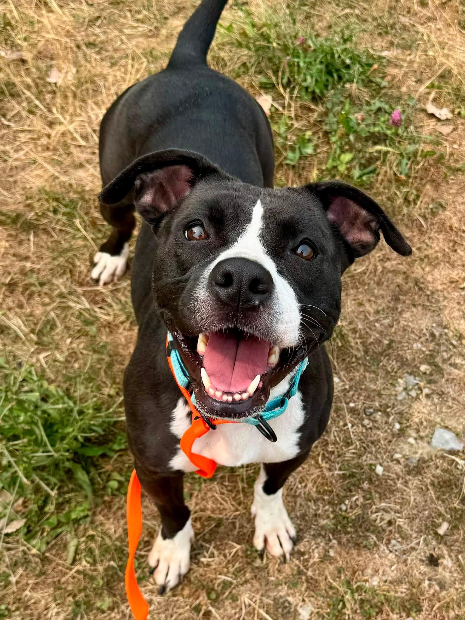 Violet, Adoptable, Young Female Pit Bull Terrier.