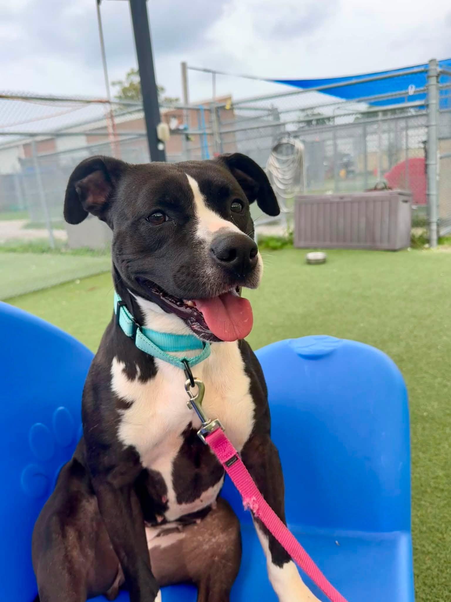 Enlarge Violet, a Adoptable mixed breed in Cleveland, OH image 3/6