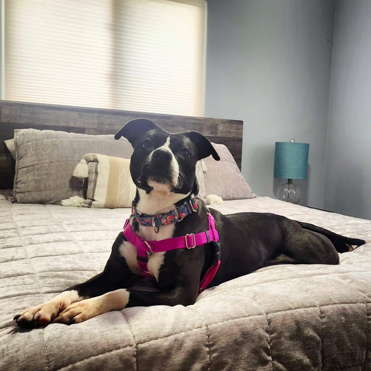 Enlarge Violet, a Adoptable mixed breed in Cleveland, OH image 5/6