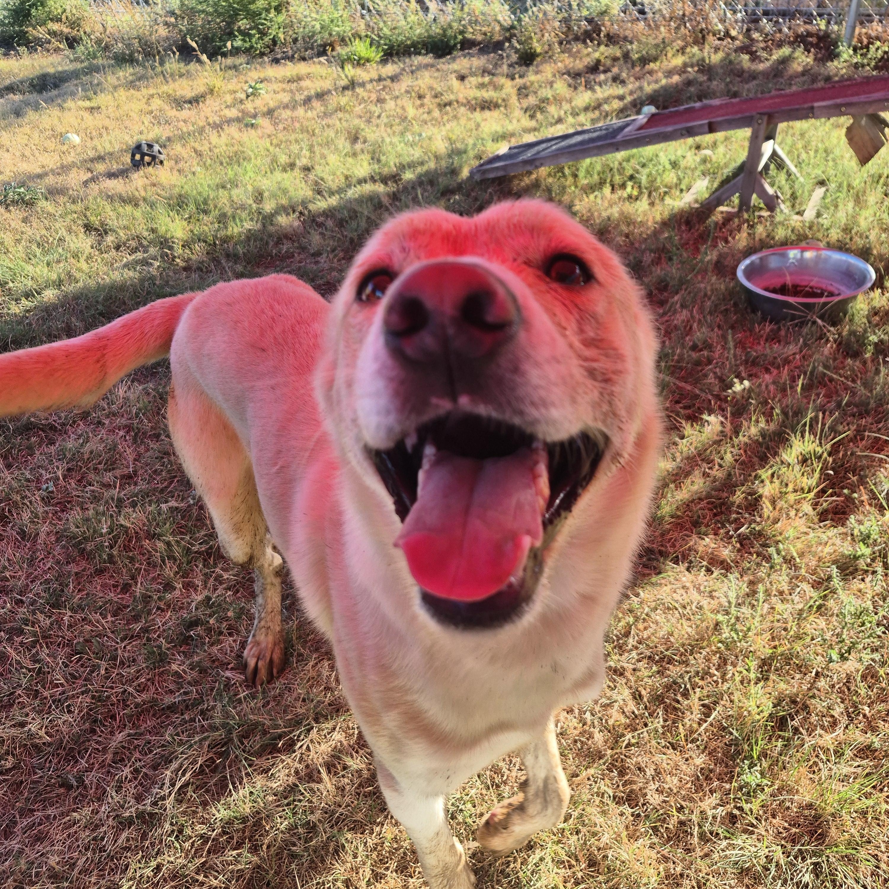 Rucker, an adopted mixed breed in St Louis, MO image 4/5