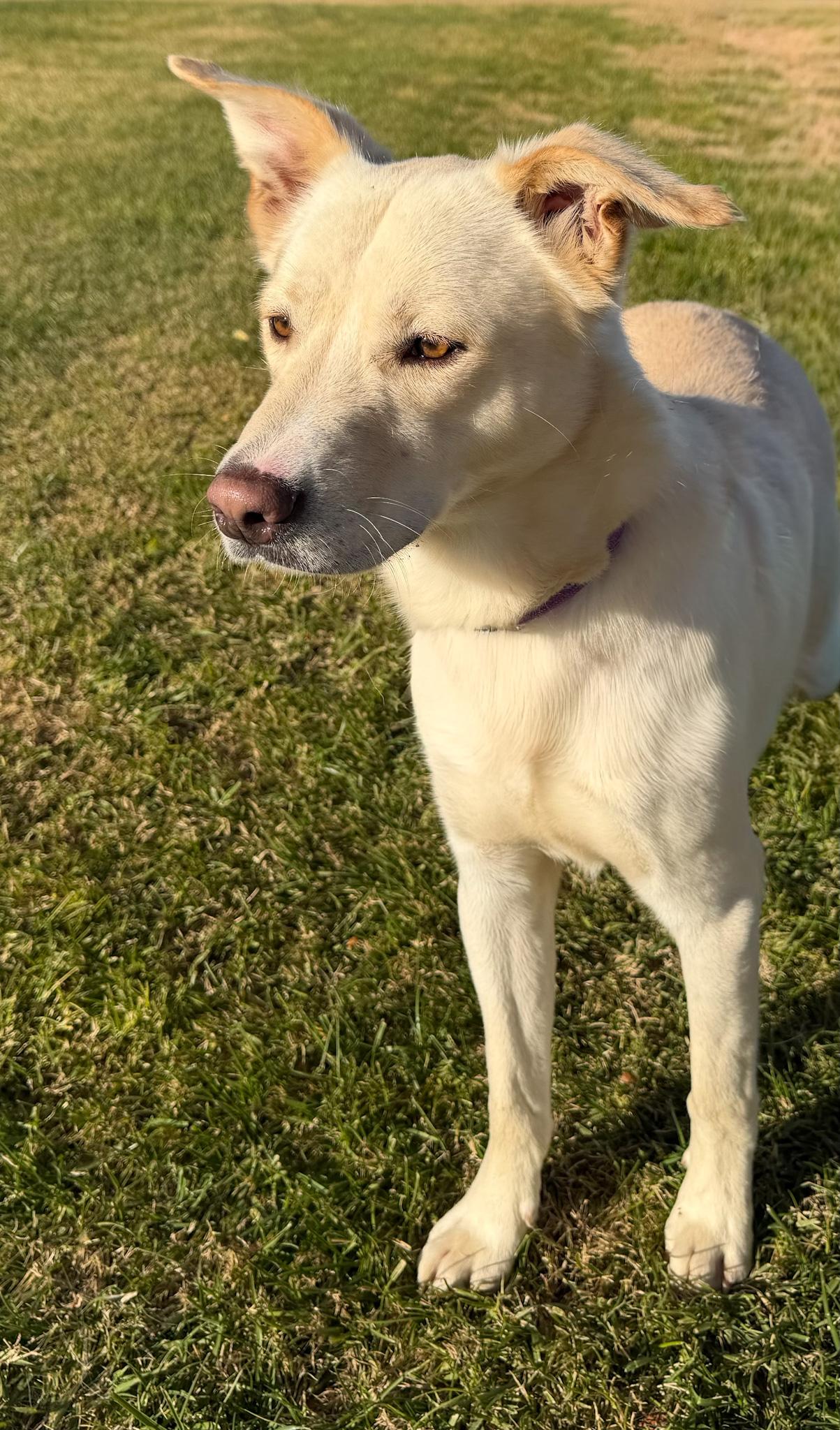 Rucker, an adopted mixed breed in St Louis, MO image 2/5