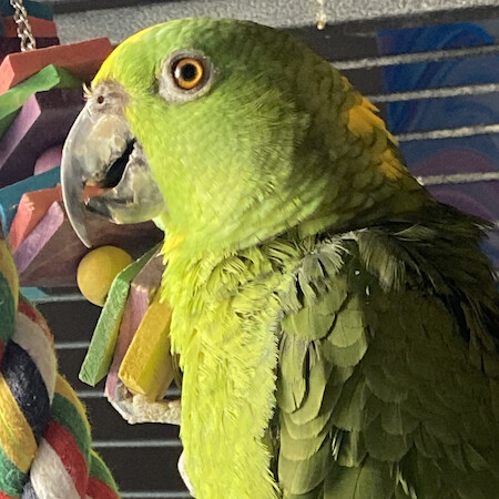 Enlarge Harley, an adoptable Amazon in Bethesda, MD image 2/5