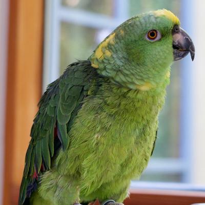 Harley, adoptable, Adult Male Amazon.