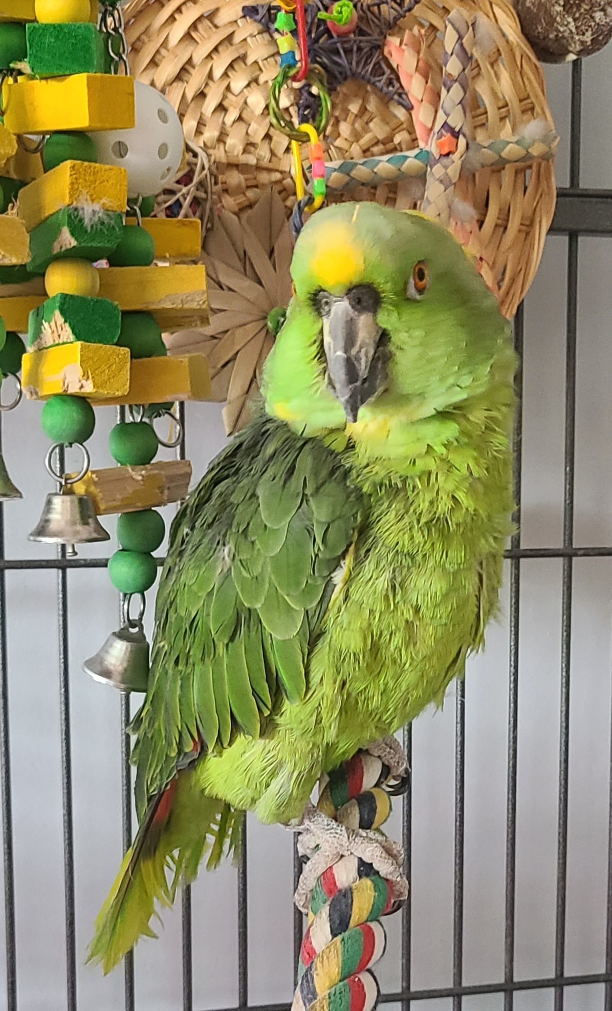 Enlarge Harley, an adoptable Amazon in Bethesda, MD image 3/5