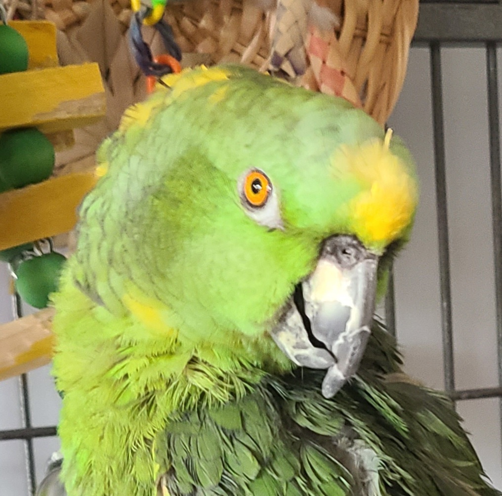 Enlarge Harley, an adoptable Amazon in Bethesda, MD image 4/5