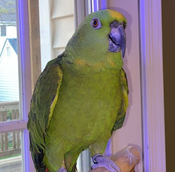 Enlarge Harley, an adoptable Amazon in Bethesda, MD image 5/5