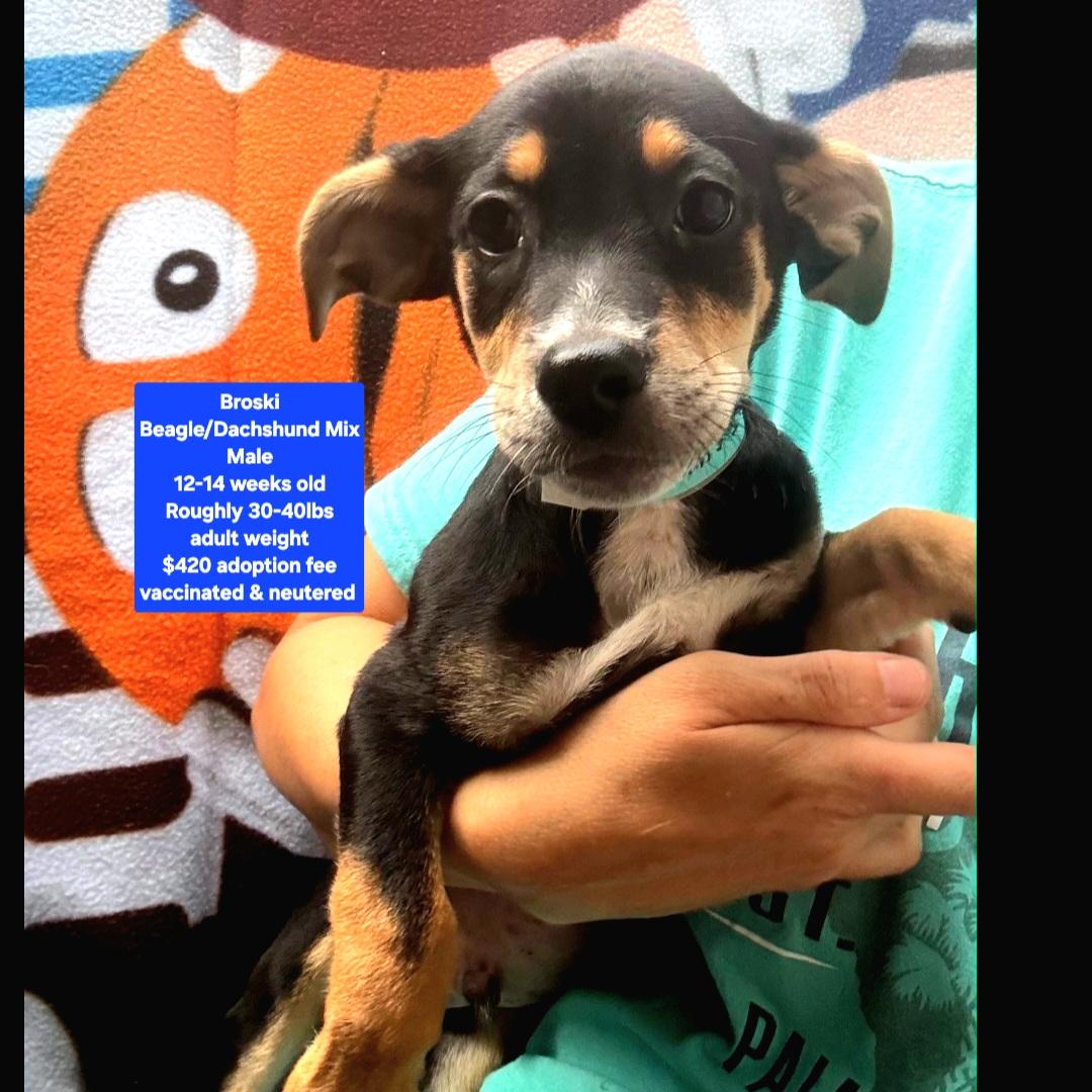Broski, ADOPTABLE, Puppy Male Beagle & Dachshund.