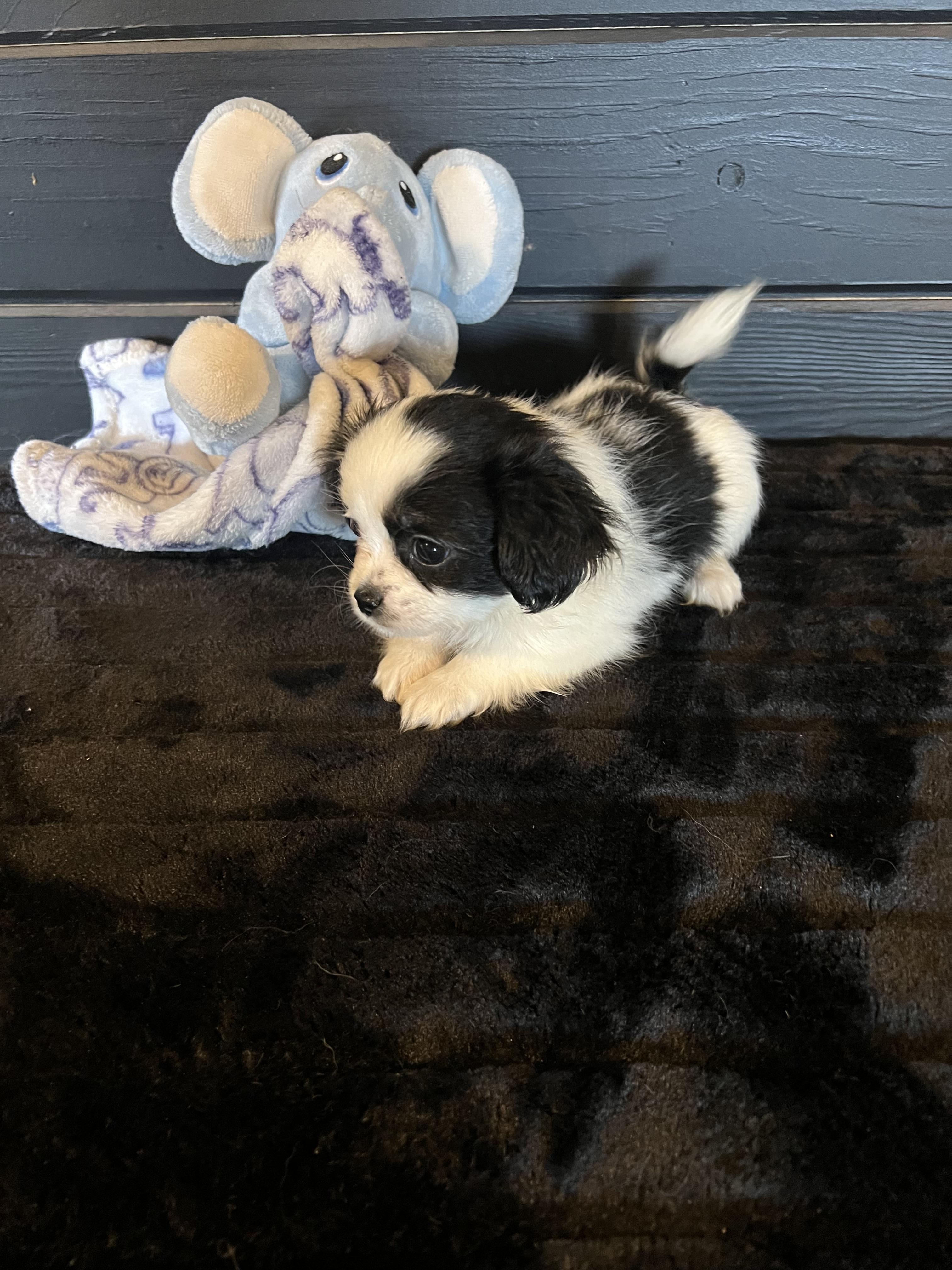 Petey, an adoptable Papillon in Gilbert , AZ, 85234 | Photo Image 1