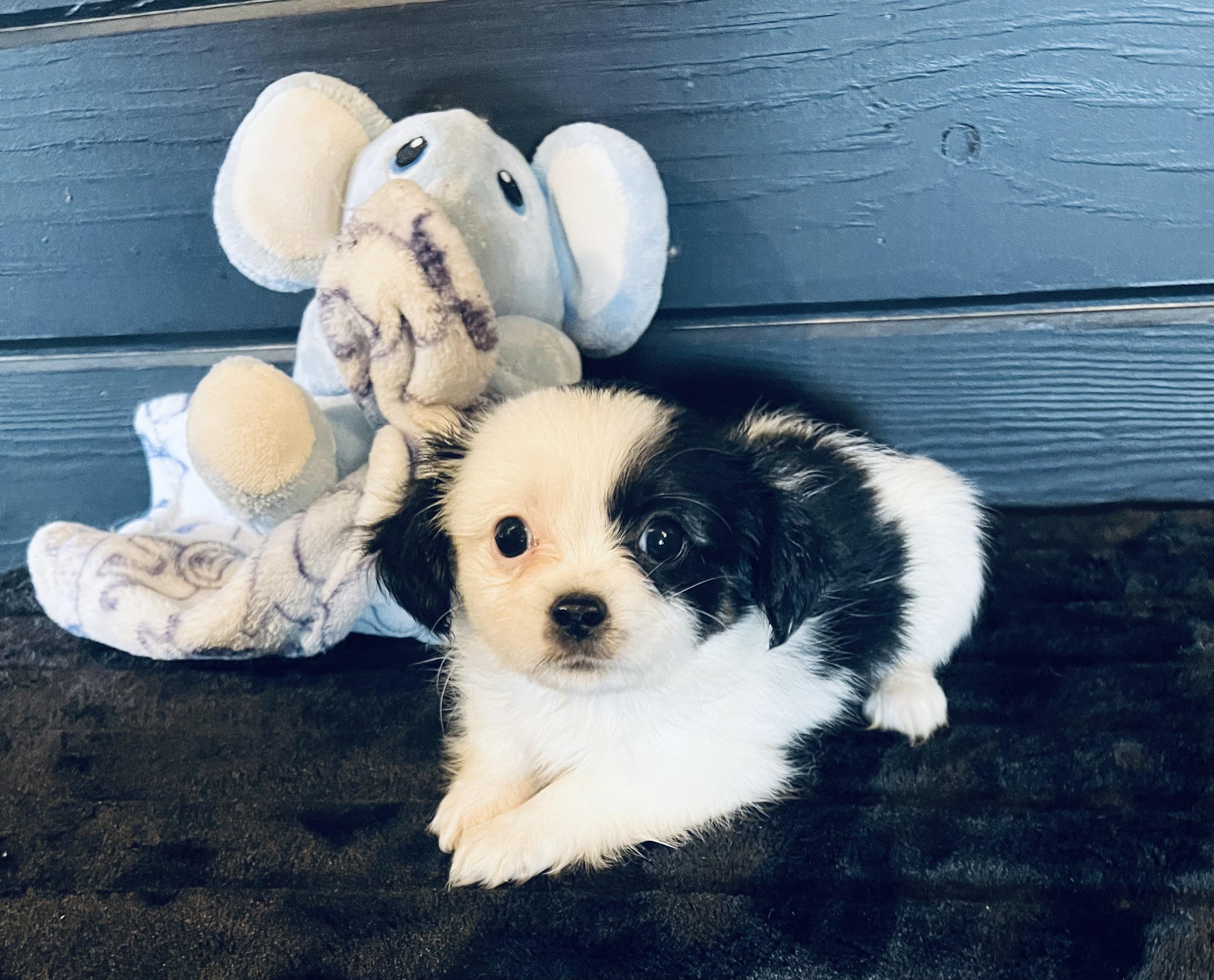 Petey, an adoptable Papillon in Gilbert , AZ, 85234 | Photo Image 2
