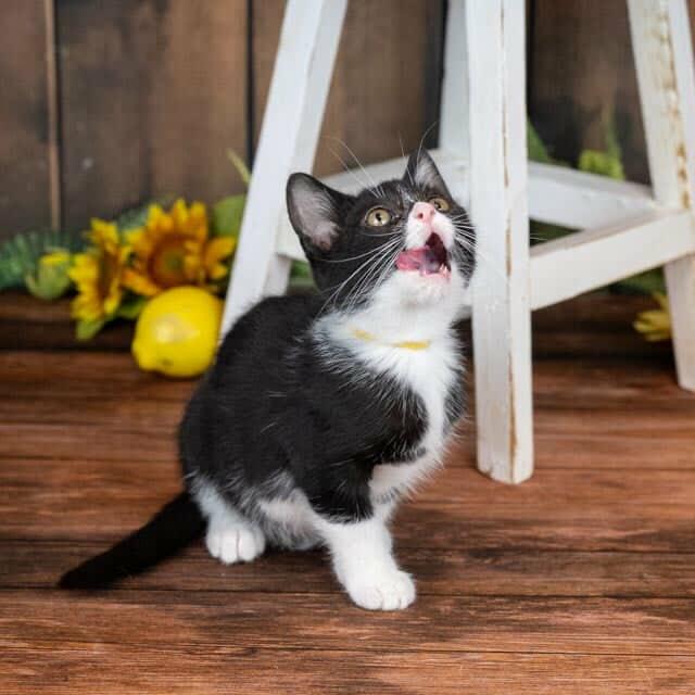 Trix