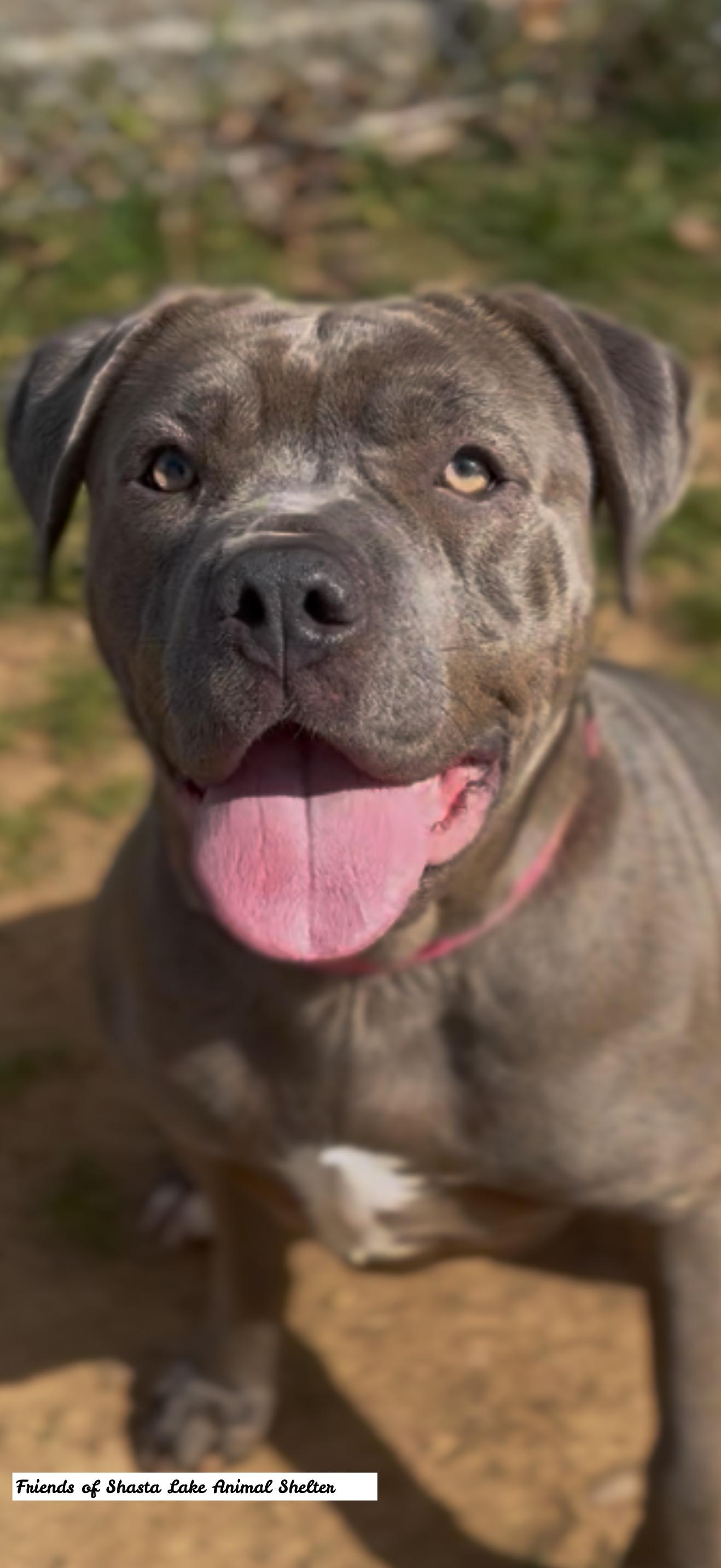 Enlarge Amelia, a ADOPTABLE mixed breed in Shasta Lake, CA image 3/3