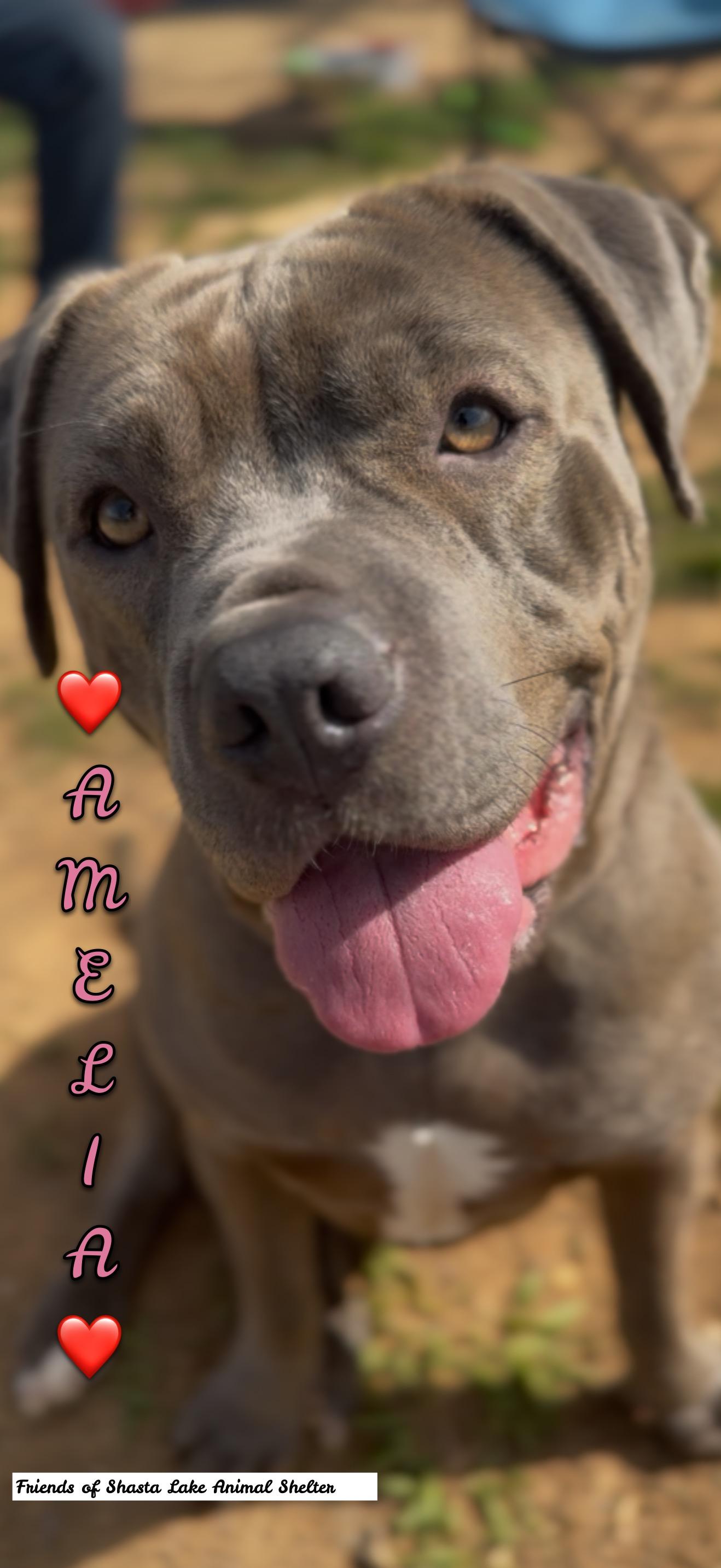 Enlarge Amelia, a ADOPTABLE mixed breed in Shasta Lake, CA image 2/3