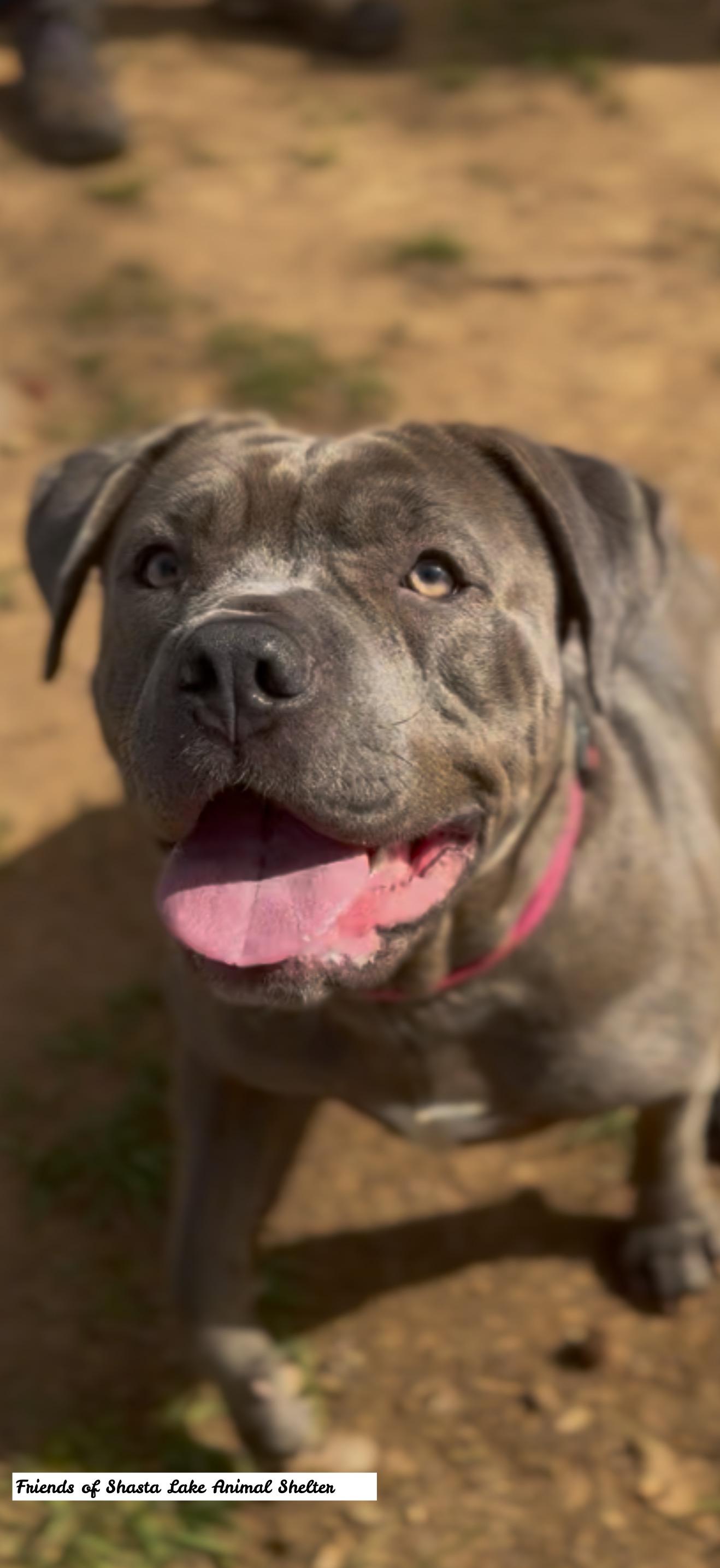 Amelia, ADOPTABLE, Adult Female Mastiff.