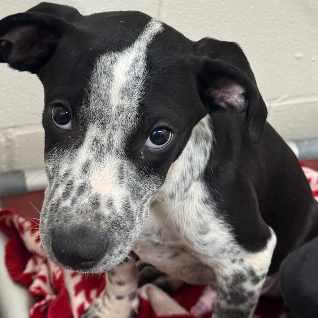 Enlarge Otis, a Adoptable Mixed Breed in Norman, OK image 1/1