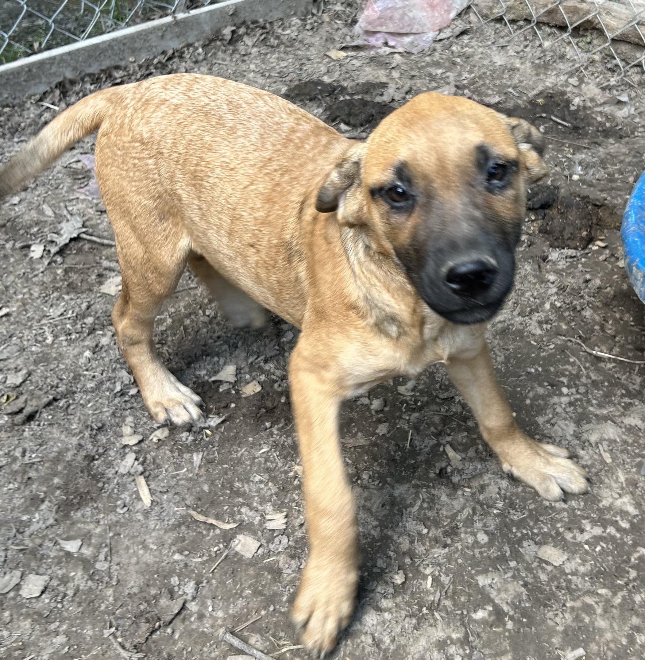 Enlarge Wren, a Adoptable mixed breed in Pine Bluff, AR image 3/3