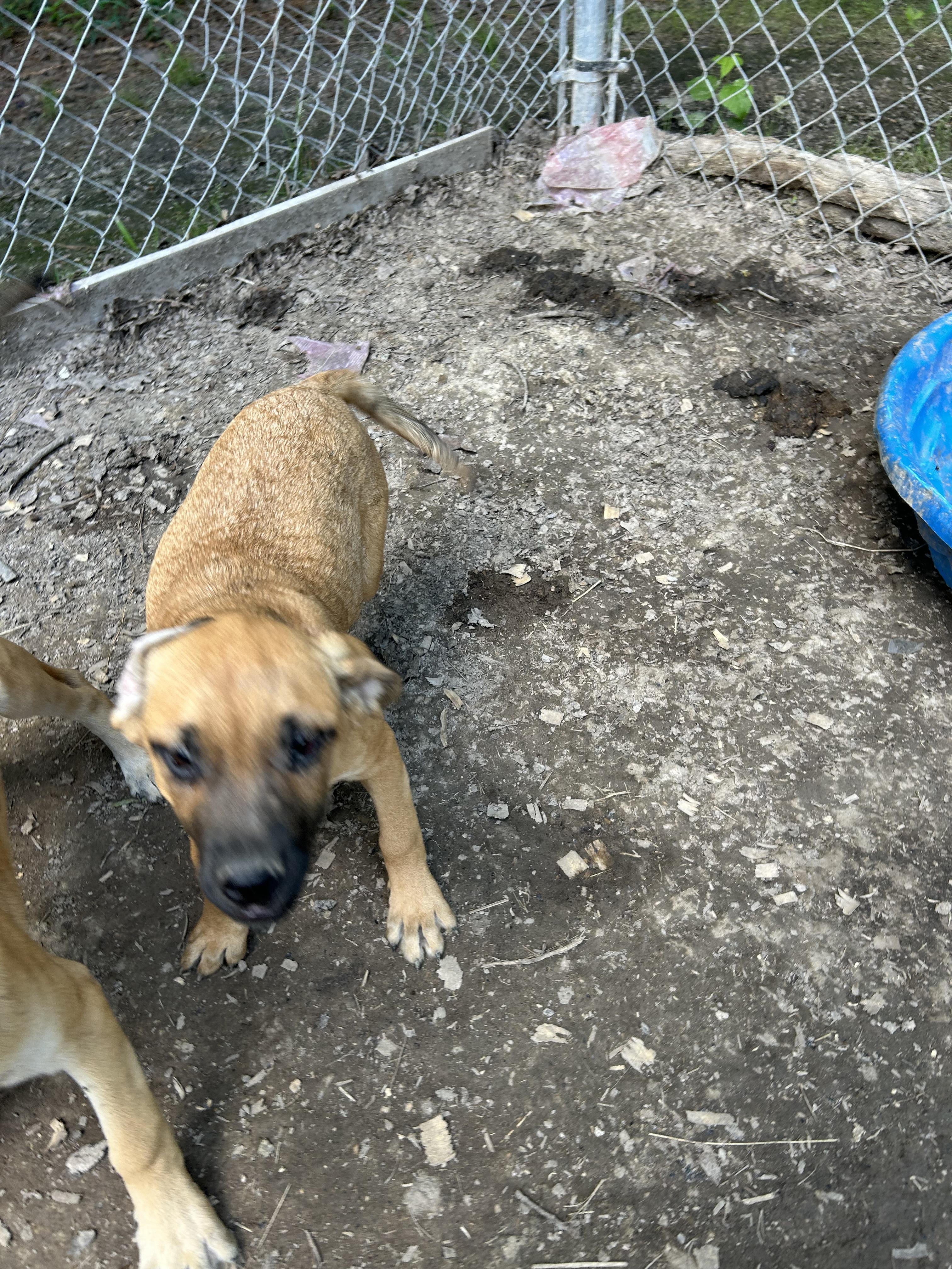 Enlarge Wren, a Adoptable mixed breed in Pine Bluff, AR image 2/3