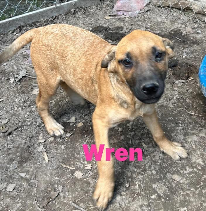 Wren, Adoptable, Young Male German Shepherd Dog.