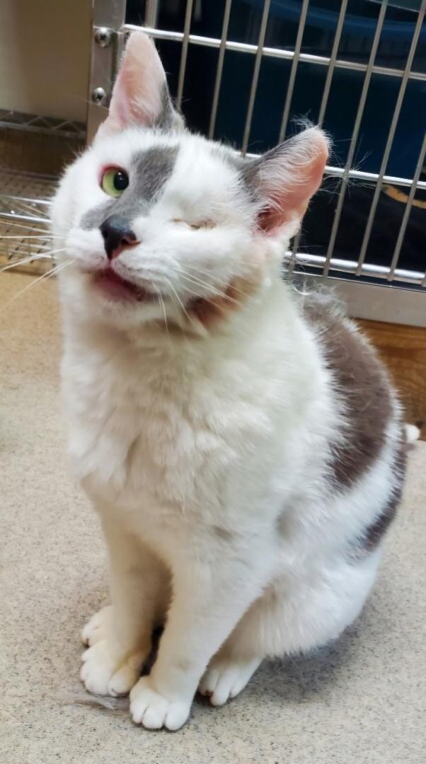 Enlarge Winkerz, an adopted Domestic Short Hair in Boiling Springs, PA image 1/2