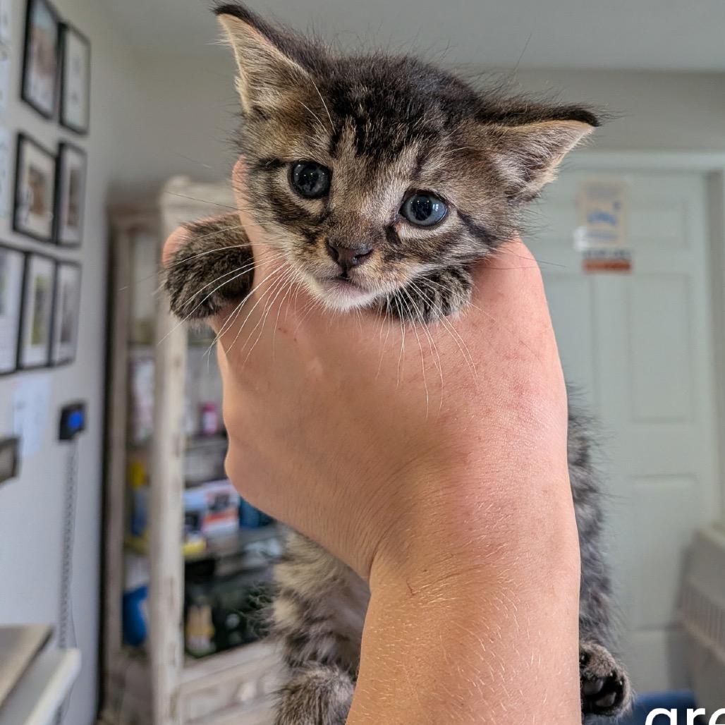 Banana Joe , adopted, Kitten Male Domestic Short Hair.