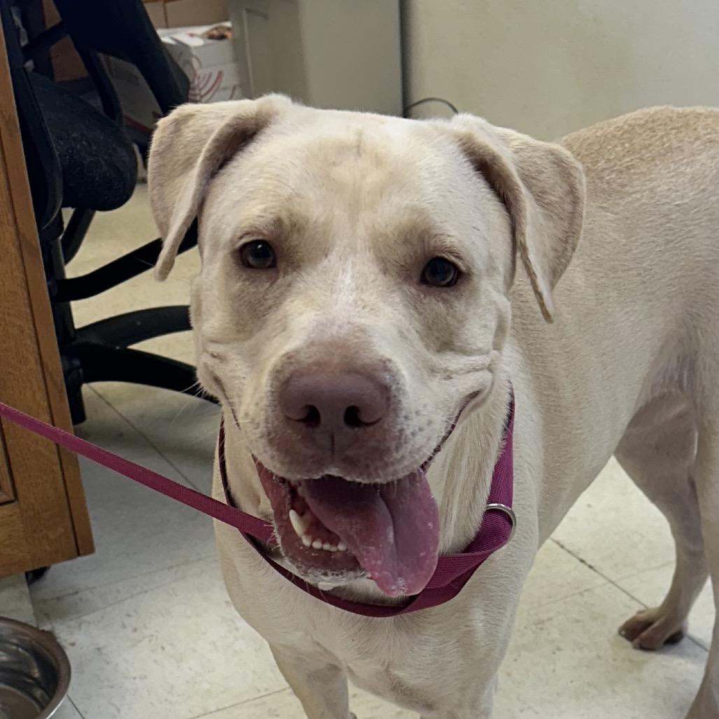 Enlarge Sugar, a Adoptable Yellow Labrador Retriever in Jacksonville, AR image 1/1
