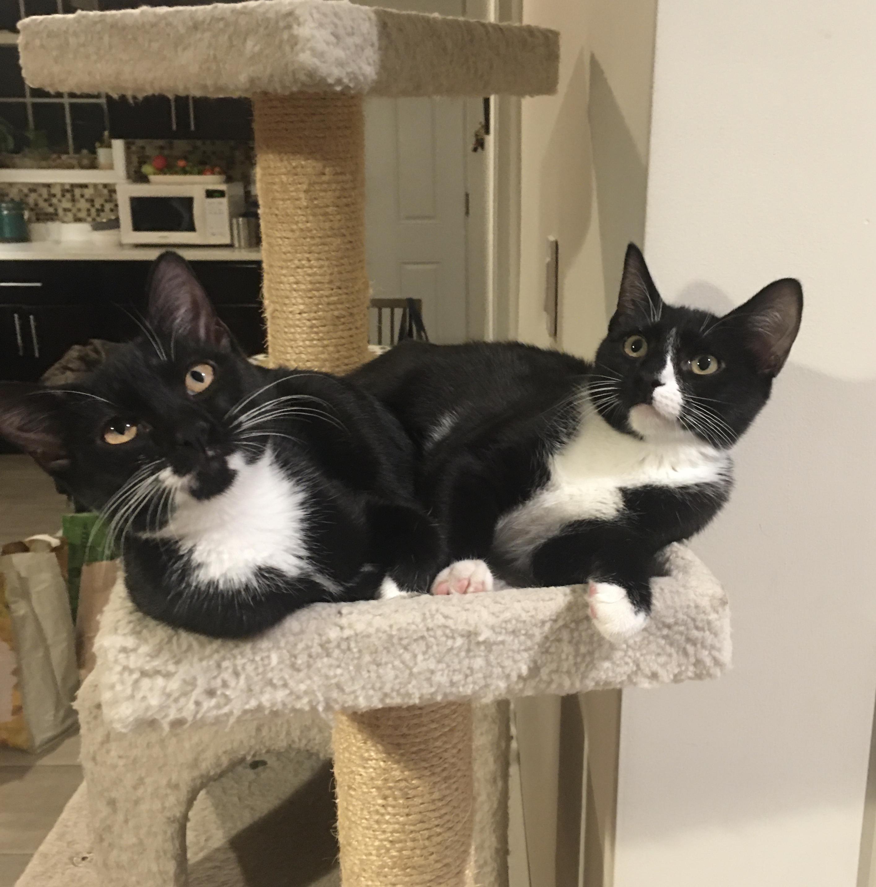 Bandido, a ADOPTABLE American Shorthair in Brooklyn, NY image 2/5