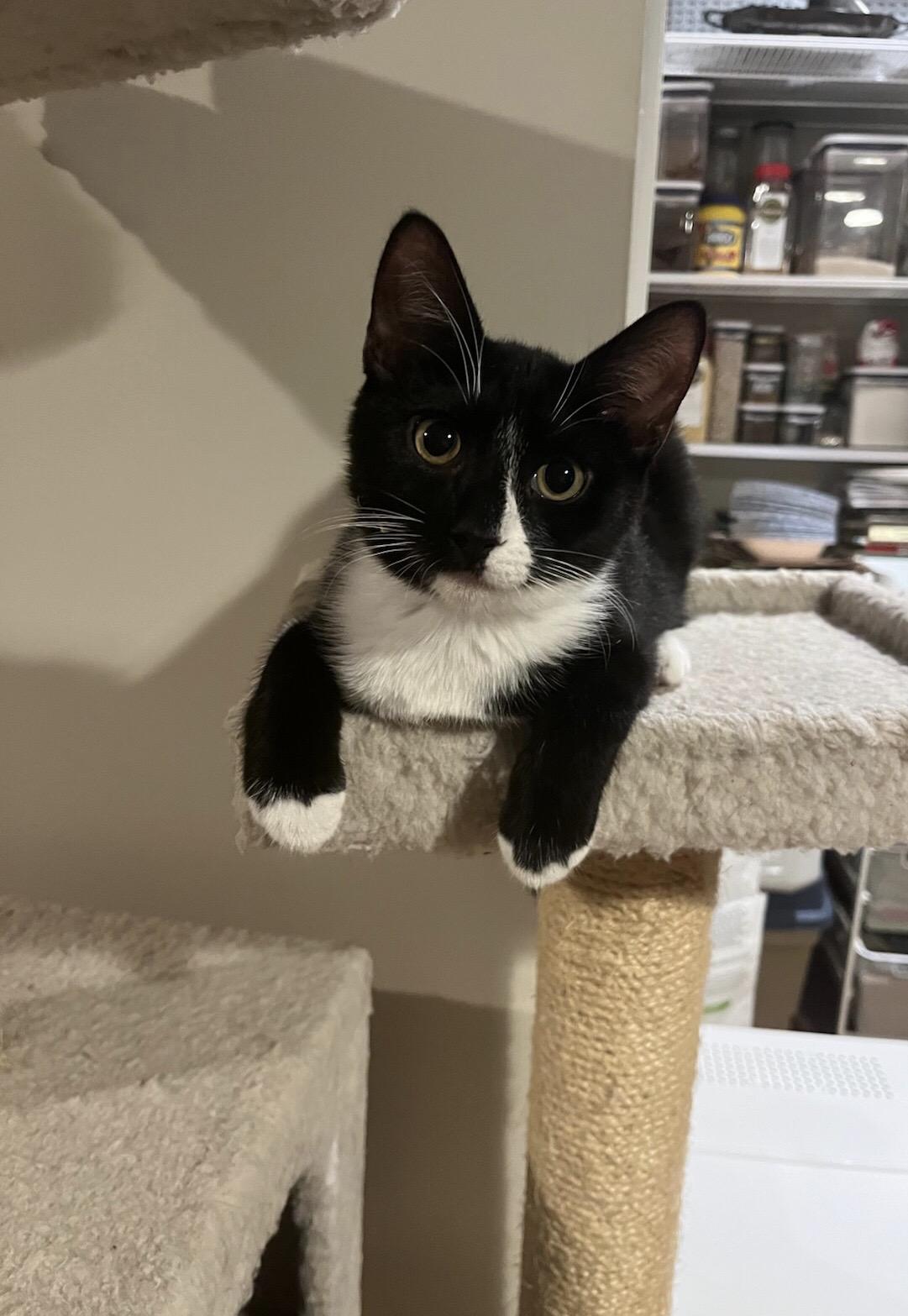 Bandido, ADOPTABLE, Young Male American Shorthair.