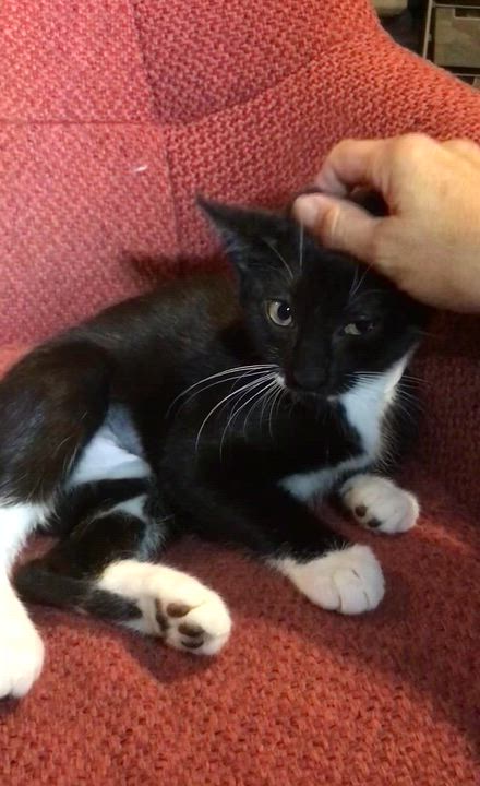 Enlarge Bandido, a ADOPTABLE American Shorthair in Brooklyn, NY video 3/5