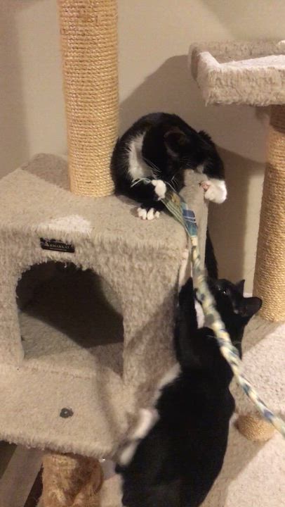 Enlarge Bandido, a ADOPTABLE American Shorthair in Brooklyn, NY video 4/5