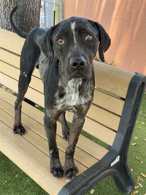 COOPER, Adoptable, Young Male Catahoula Leopard Dog.