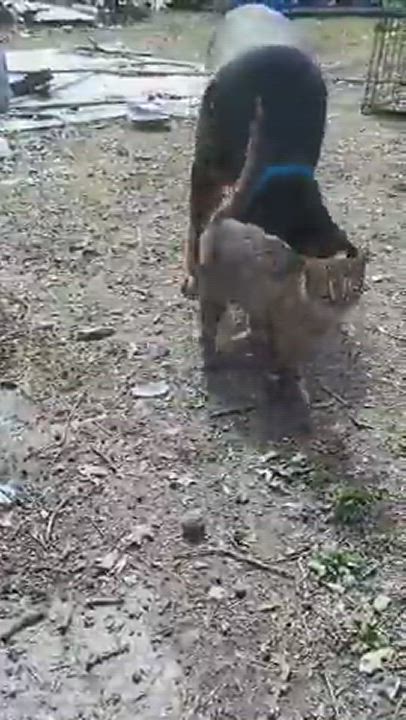 Enlarge Rocky, a Adopted mixed breed in Decatur, AL video 3/5